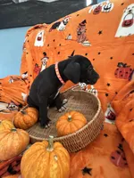Orange Tuxedo Male, a male Great Dane for sale in Coin, IA – 1 of 3