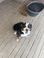 Penelope , a female Bernese Mountain Dog for sale in Coin, IA – 1 of 5