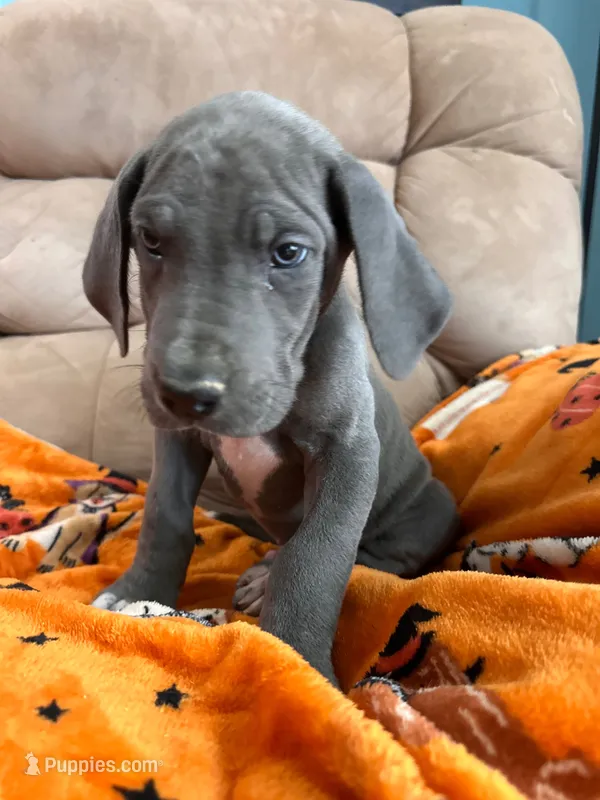 Blue Blue Male  – Great Dane puppy for sale in Coin, IA