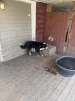 Penelope , a female Bernese Mountain Dog for sale in Coin, IA – 5 of 5