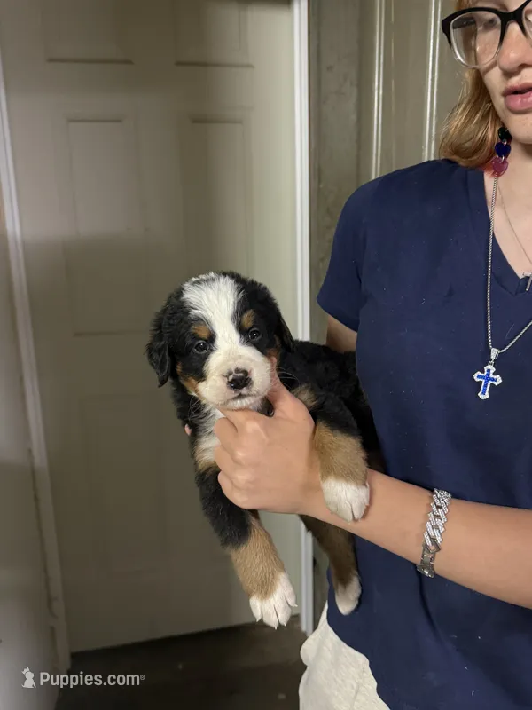 Sky Blue Male  – Bernese Mountain Dog puppy for sale in Coin, IA