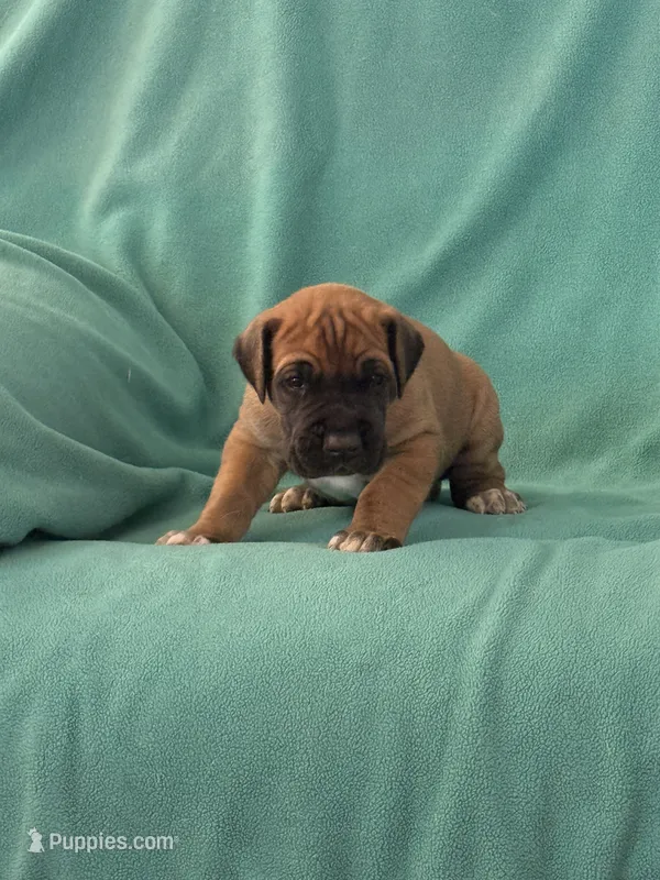 Fawn Male  – Great Dane puppy for sale in Coin, IA