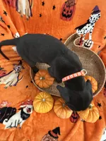 Orange Tuxedo Male, a male Great Dane for sale in Coin, IA – 3 of 3