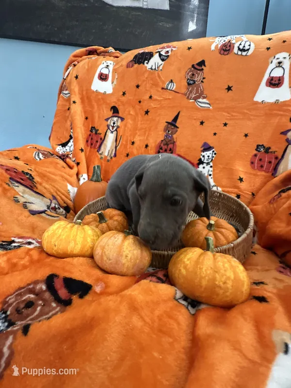 Red Blue Male  – Great Dane puppy for sale in Coin, IA