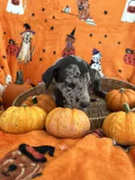 Baby Blue Male Harlequin , a male Great Dane for sale in Coin, IA – 3 of 4