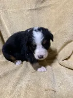 Blue Male , a male Bernese Mountain Dog for sale in Coin, IA – 2 of 3