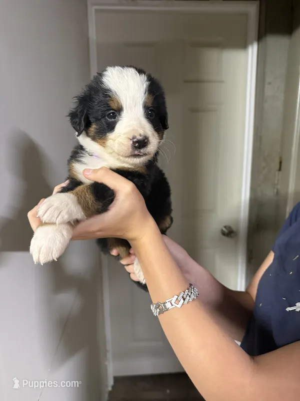 Female Purple – Bernese Mountain Dog puppy for sale in Coin, IA