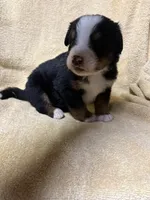 Petal Pink , a female Bernese Mountain Dog for sale in Coin, IA – 3 of 3