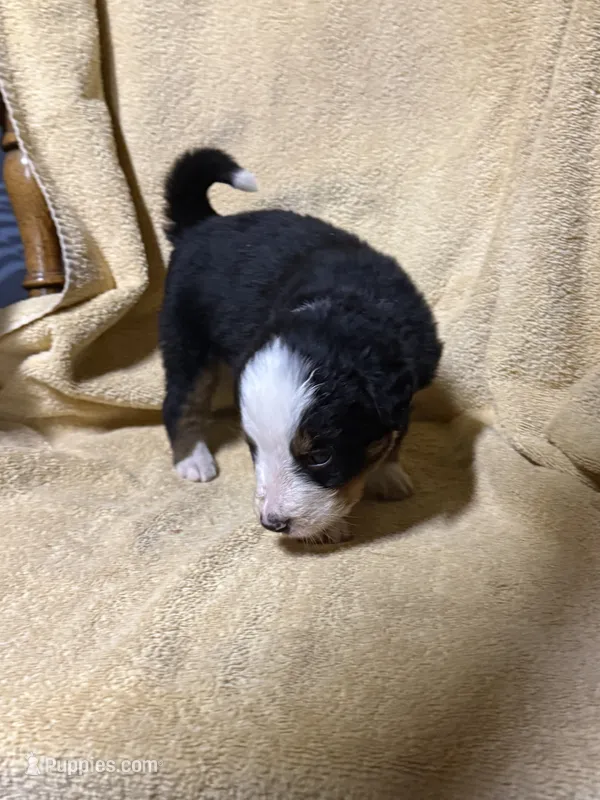 Female Purple – Bernese Mountain Dog puppy for sale in Coin, IA