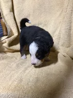 Female Purple, a female Bernese Mountain Dog for sale in Coin, IA – 1 of 3
