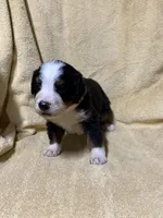 Female Maroon, a female Bernese Mountain Dog for sale in Coin, IA – 2 of 3
