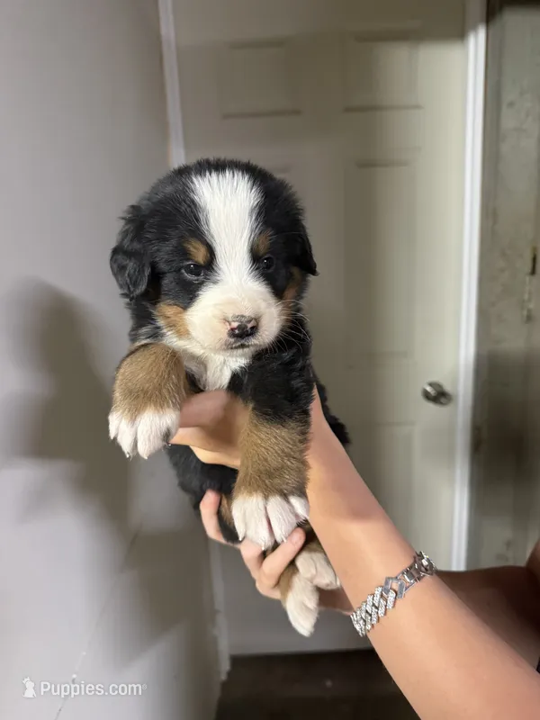 Petal Pink  – Bernese Mountain Dog puppy for sale in Coin, IA