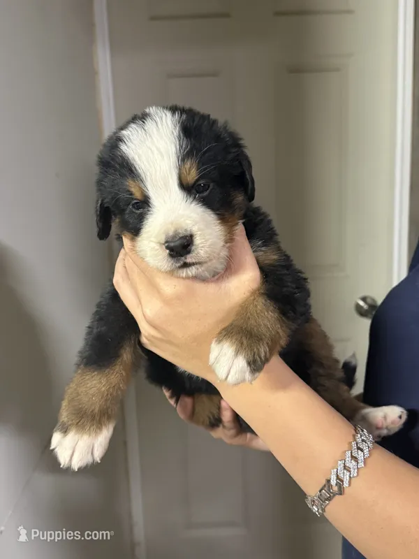 Gray Male – Bernese Mountain Dog puppy for sale in Coin, IA