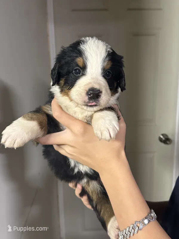 Female Maroon – Bernese Mountain Dog puppy for sale in Coin, IA