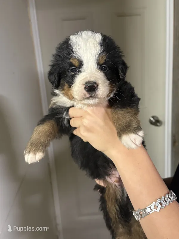 Blue Male  – Bernese Mountain Dog puppy for sale in Coin, IA