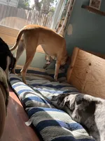 Brownie , a female Great Dane for sale in Coin, IA – 2 of 3