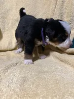 Female Purple, a female Bernese Mountain Dog for sale in Coin, IA – 2 of 3