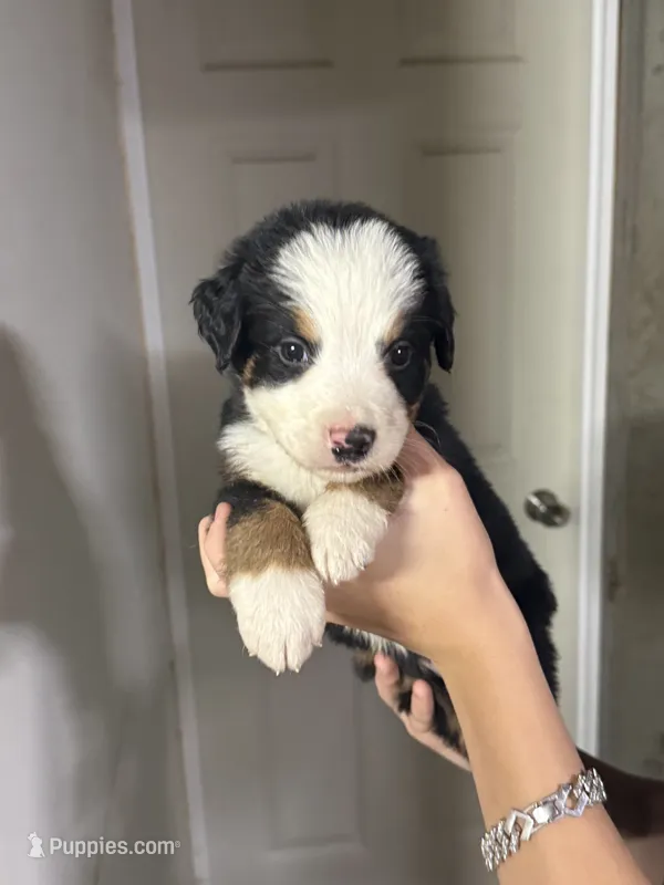 White Male  – Bernese Mountain Dog puppy for sale in Coin, IA