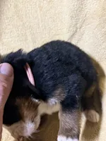 Petal Pink , a female Bernese Mountain Dog for sale in Coin, IA – 2 of 3