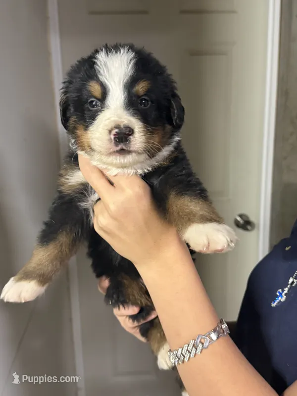 Orange Male  – Bernese Mountain Dog puppy for sale in Coin, IA