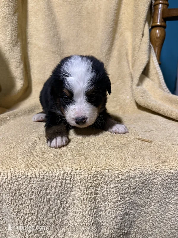 Sky Blue Male  – Bernese Mountain Dog puppy for sale in Coin, IA