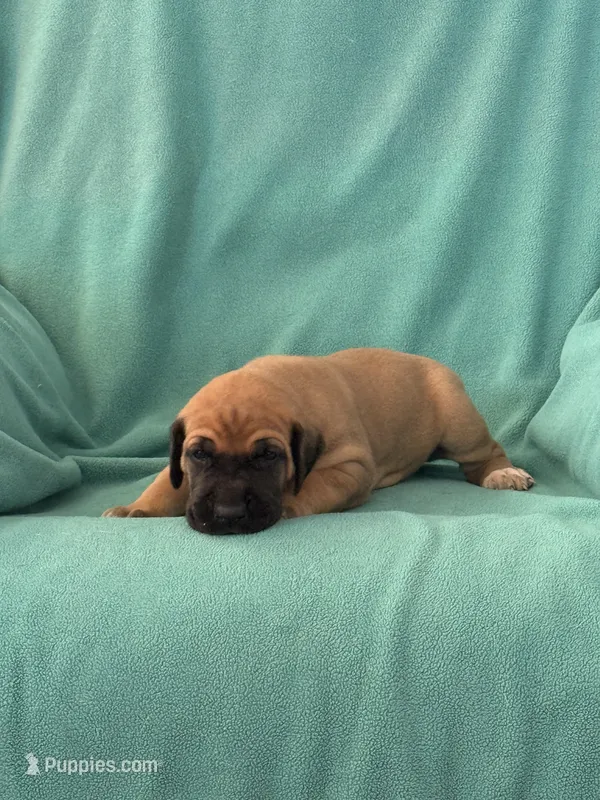 Fawn Female – Great Dane puppy for sale in Coin, IA