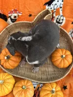 Baby Blue Male Harlequin , a male Great Dane for sale in Coin, IA – 2 of 4