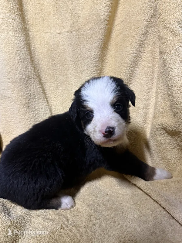 White Male  – Bernese Mountain Dog puppy for sale in Coin, IA
