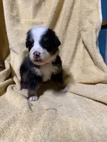 Female Hot Pink , a female Bernese Mountain Dog for sale in Coin, IA – 1 of 1