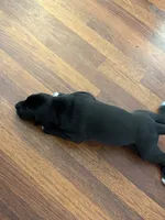 Black Tuxedo Male, a male Great Dane for sale in Coin, IA – 3 of 3