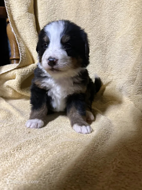 Female Red – Bernese Mountain Dog puppy for sale in Coin, IA