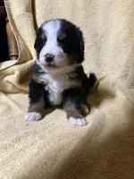 Female Red, a female Bernese Mountain Dog for sale in Coin, IA – 1 of 1