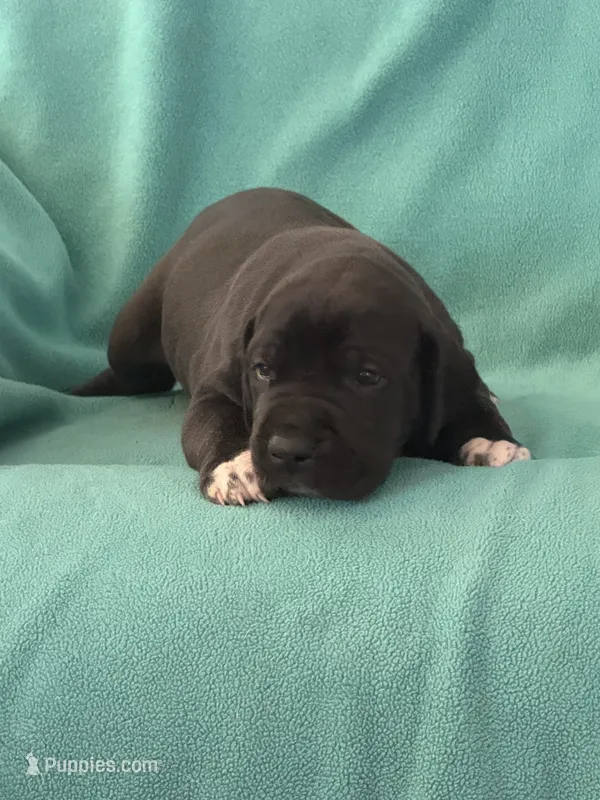 Black Tuxedo Male – Great Dane puppy for sale in Coin, IA