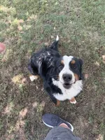 Penelope , a female Bernese Mountain Dog for sale in Coin, IA – 3 of 5