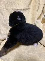 Yellow Male , a male Bernese Mountain Dog for sale in Coin, IA – 2 of 2