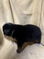 Gray Male, a male Bernese Mountain Dog for sale in Coin, IA – 2 of 3