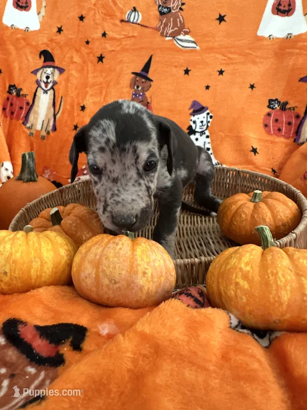 Baby Blue Male Harlequin , a male Great Dane for sale in Coin, IA – 1 of 4