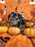 Baby Blue Male Harlequin , a male Great Dane for sale in Coin, IA – 1 of 4