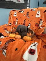 Red Blue Male , a male Great Dane for sale in Coin, IA – 2 of 4