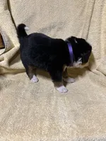 Female Purple, a female Bernese Mountain Dog for sale in Coin, IA – 3 of 3