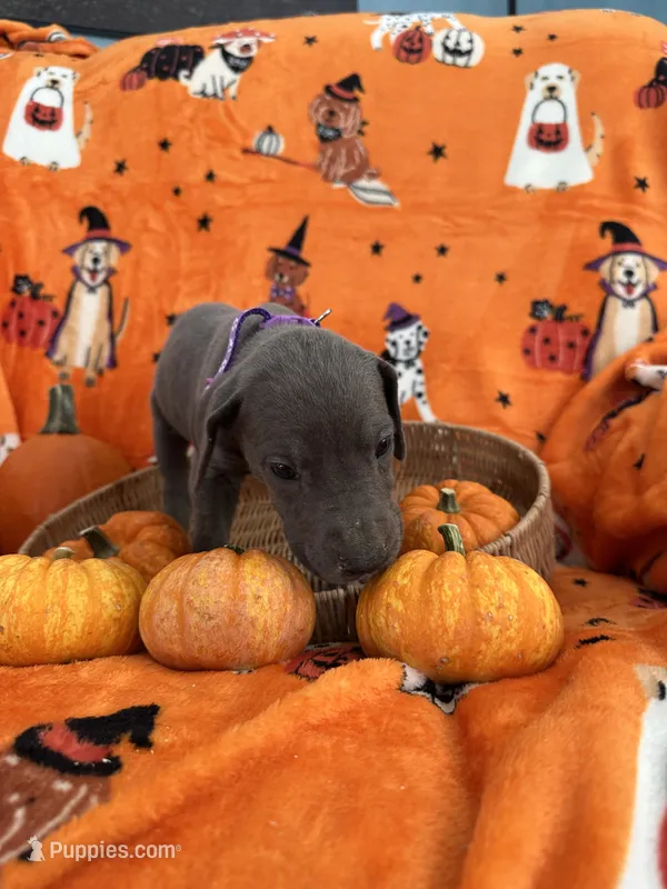 Purple Blue Girl – Great Dane puppy for sale in Coin, IA