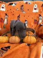 Purple Blue Girl, a female Great Dane for sale in Coin, IA – 1 of 3