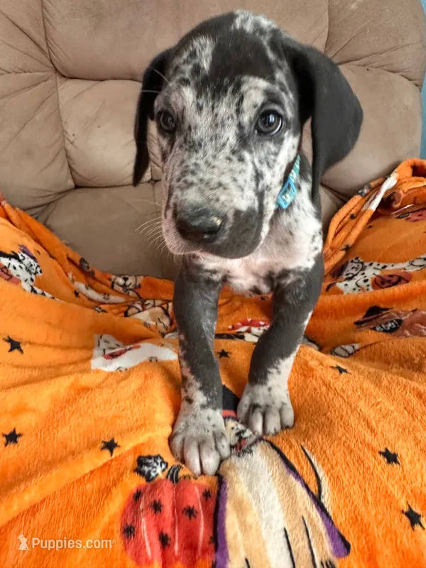 Baby Blue Male Harlequin  – Great Dane puppy for sale in Coin, IA