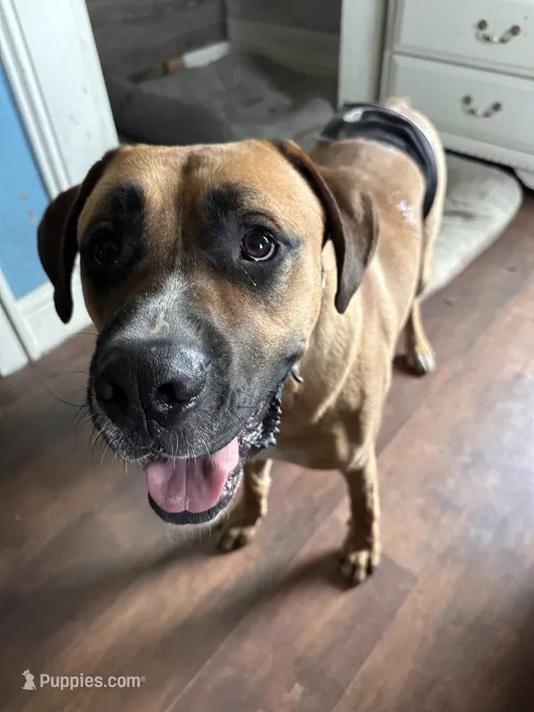 Luca , a male Boxer and English Mastiff for sale in Coin, IA – 1 of 2