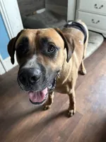 Luca , a male Boxer and English Mastiff for sale in Coin, IA – 1 of 2