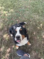 Penelope , a female Bernese Mountain Dog for sale in Coin, IA – 4 of 5