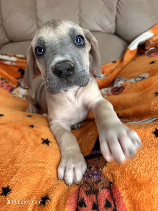 Female Fawn  – Great Dane puppy for sale in Coin, IA