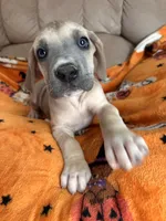 Female Fawn , a female Great Dane for sale in Coin, IA – 1 of 3