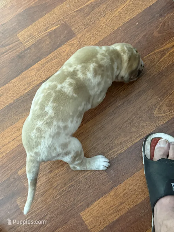 Fawnquin Merle Male  – Great Dane puppy for sale in Coin, IA
