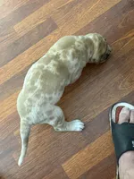 Fawnquin Merle Male , a male Great Dane for sale in Coin, IA – 1 of 3